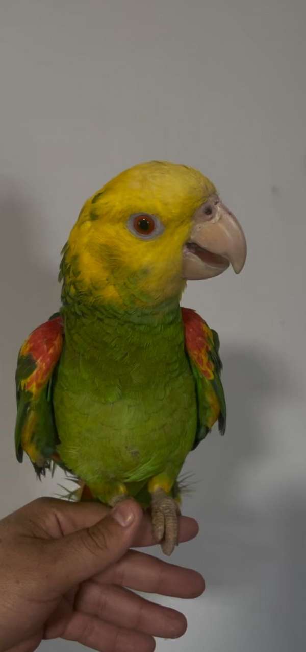 double-yellow-head-amazon-parrot-for-sale-in-bakersfield-ca