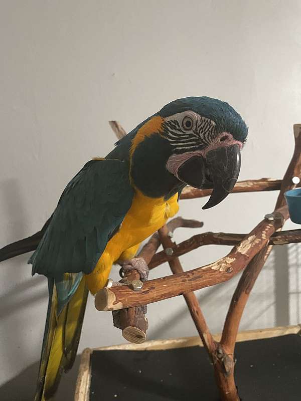 macaw-blue-throat-macaw-for-sale-in-bakersfield-ca