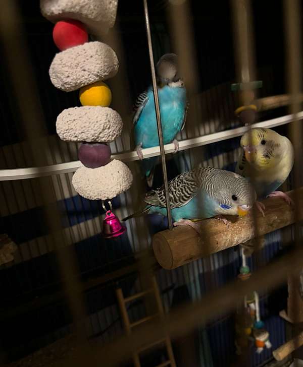 parakeet-for-sale