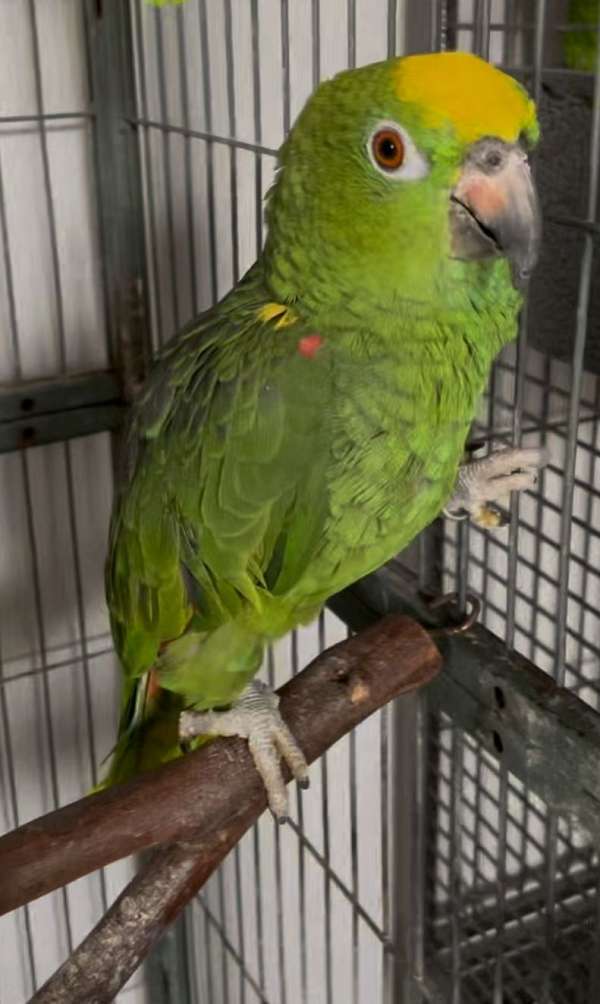 amazon-parrot-for-sale