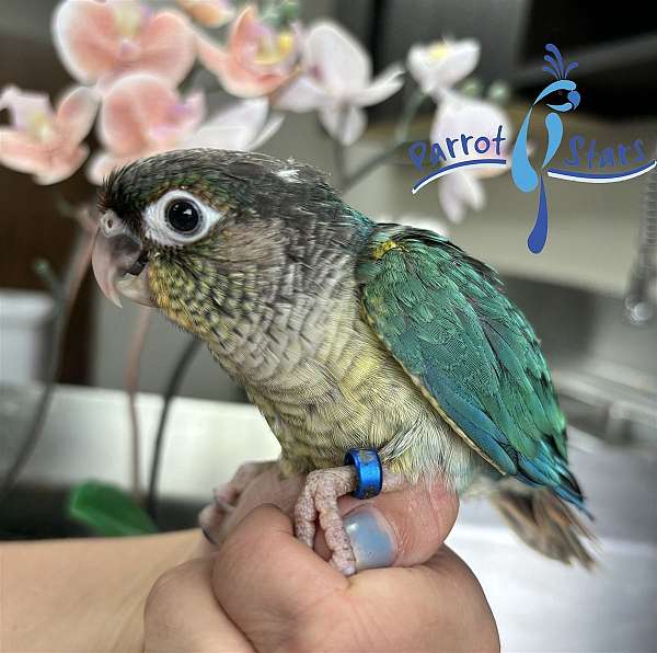 green-cheek-conure-for-sale