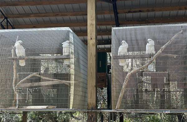 medium-cockatoo-parrot-for-sale