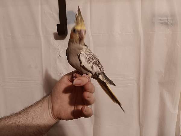 cinnamon-pearl-fancy-bird-for-sale