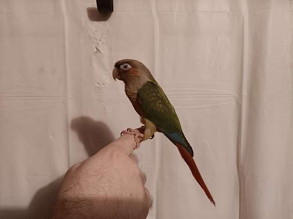 conure-for-sale