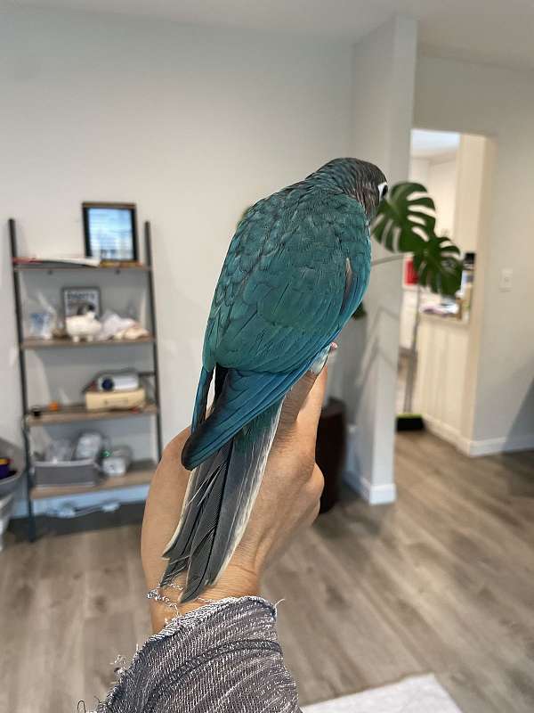 parrot-for-sale-in-dublin-ca