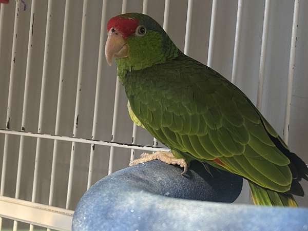 amazon-parrot-for-sale-in-cincinnati-oh