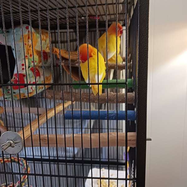 orange-bird-for-sale-in-georgetown-tx