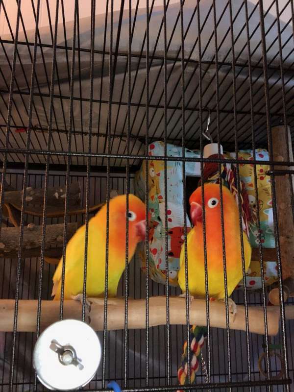 peach-bird-for-sale-in-georgetown-tx