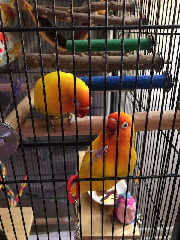 peach-faced-lovebird-for-sale