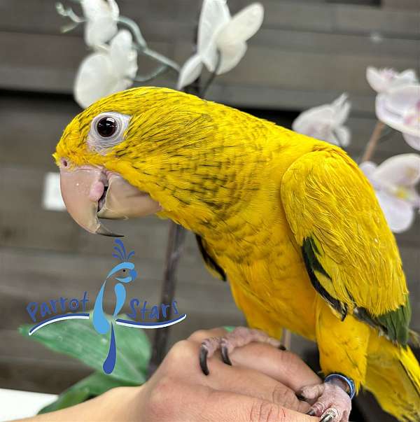 golden-conure-for-sale