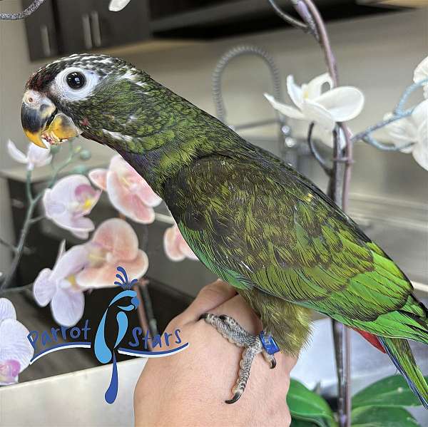 pionus-parrots-for-sale