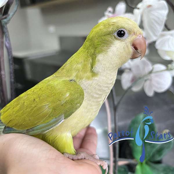 quaker-parrots-for-sale