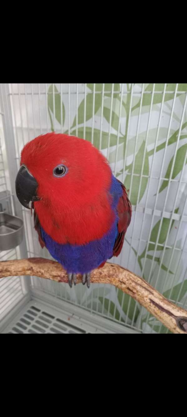 eclectus-parrots-for-sale-in-nevada