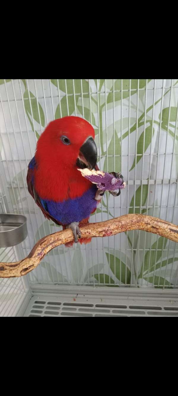 eclectus-parrots-for-sale