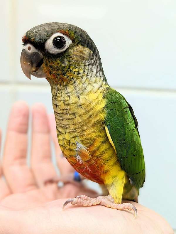 green-cheek-conure-for-sale