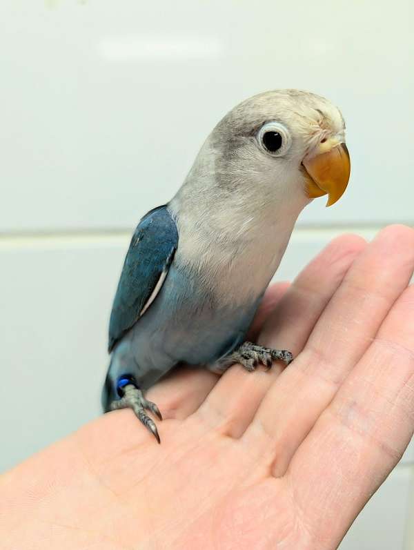 fischers-lovebird-for-sale