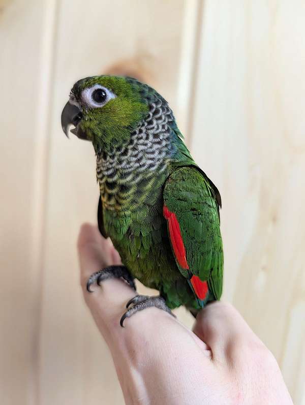 black-capped-conure-for-sale