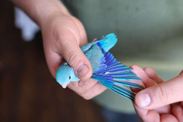 pacific-parrotlet-for-sale