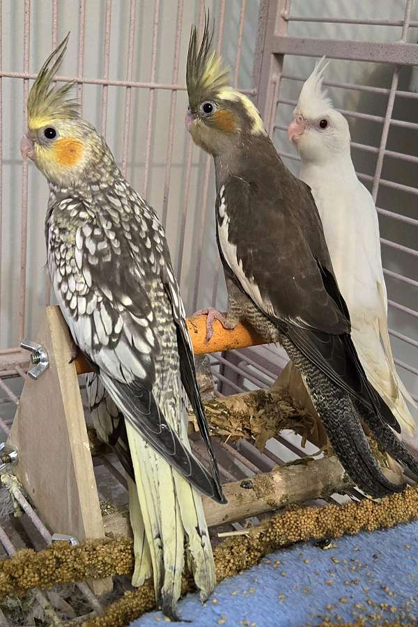 cockatiel-for-sale-in-terre-haute-in