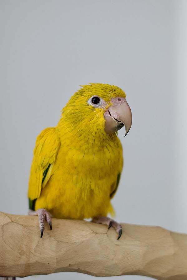 eclectus-parrots-for-sale-in-west-st-paul-mn