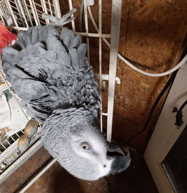 african-grey-parrot-for-sale