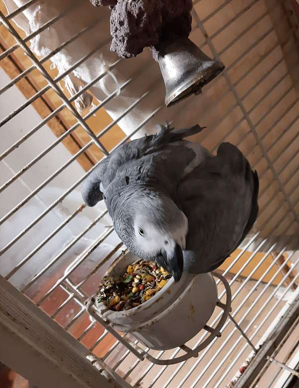 grey-red-african-grey-parrot-for-sale