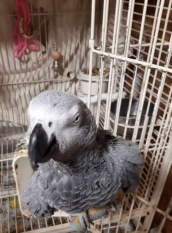 grey-red-bird-for-sale