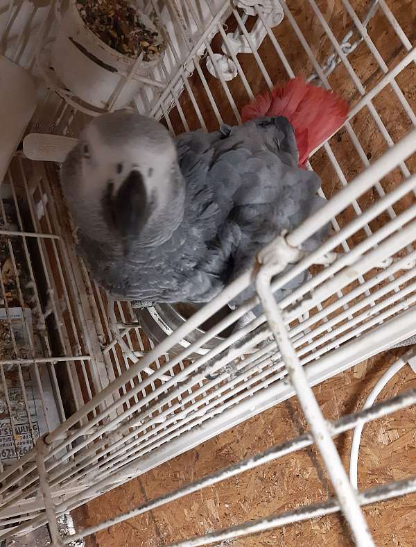 medium-grey-red-bird-for-sale