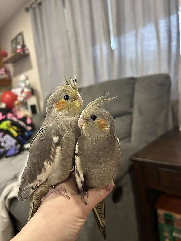 cockatiel-for-sale