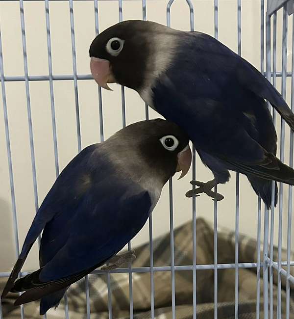 bonded-pair-tame-bird-for-sale-in-staten-island-ny