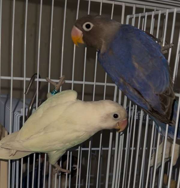 bonded-pair-tame-male-bird-for-sale