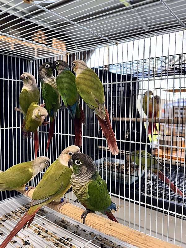 conure-for-sale-in-delano-ca