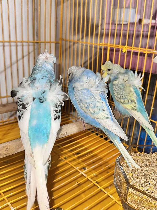 young-bird-for-sale-in-delano-ca