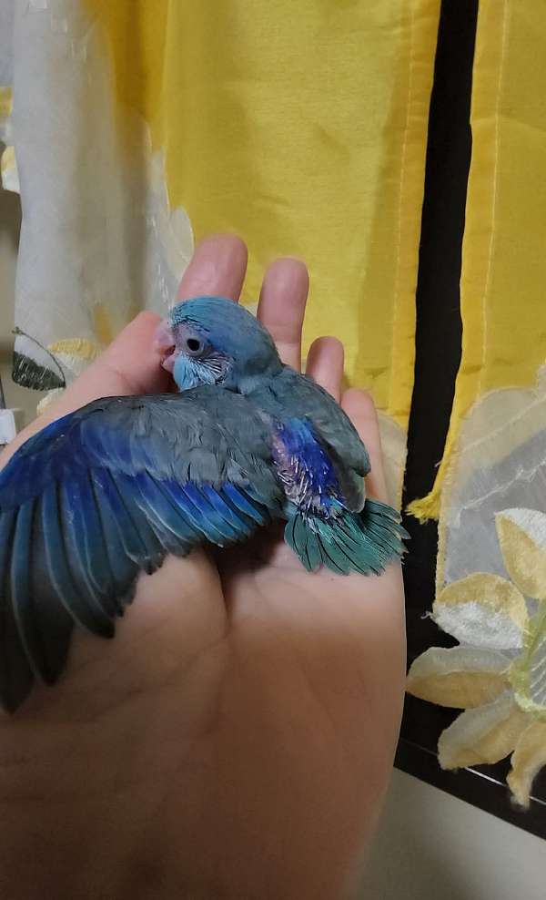 pacific-parrotlet-for-sale