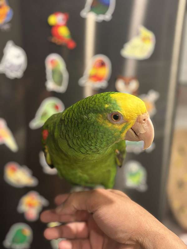 double-yellow-head-amazon-parrot-for-sale-in-hutto-tx