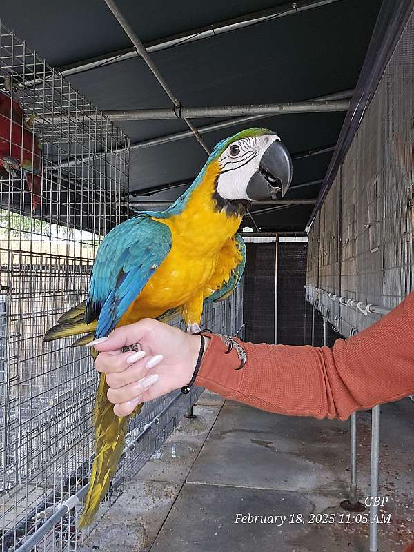 macaw-blue-gold-macaw-for-sale-in-homestead-fl