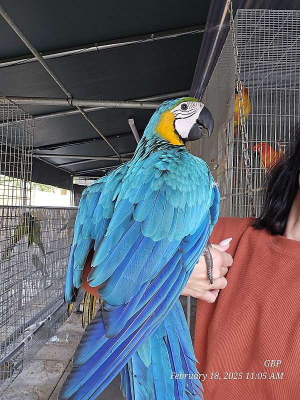 yellow-bird-for-sale-in-homestead-fl