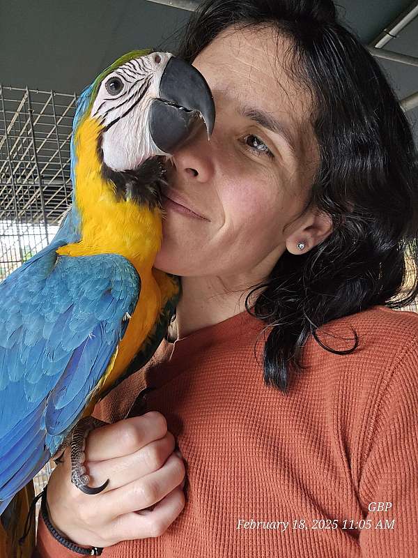 blue-gold-macaw-for-sale