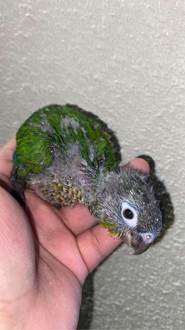 green-cheek-conure-for-sale