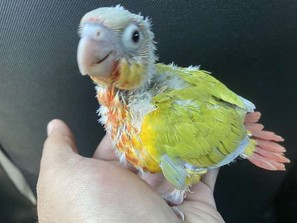 green-cheek-conure-for-sale