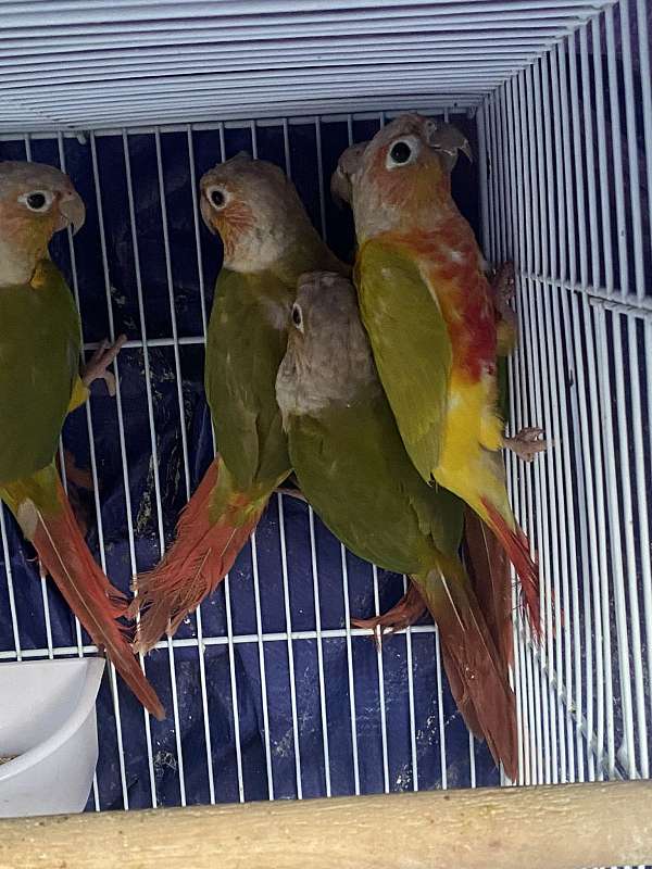 green-cheek-conure-for-sale