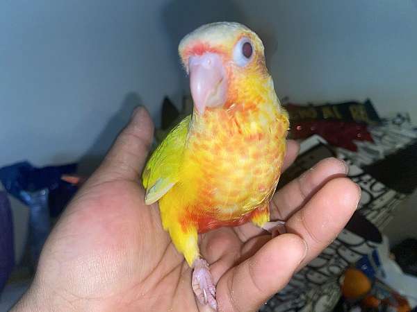 conure-for-sale