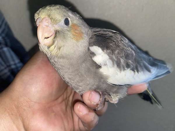 cockatiel-for-sale