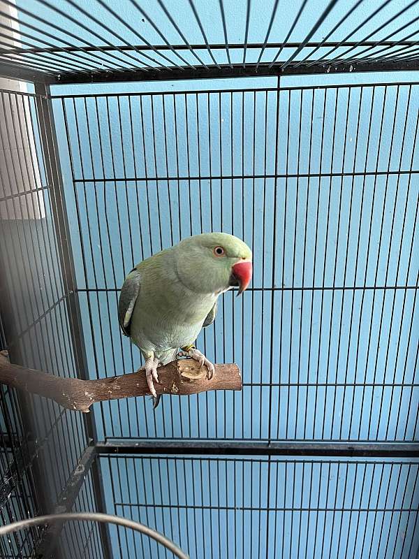 ringneck-parakeet-for-sale-in-rutland-vt