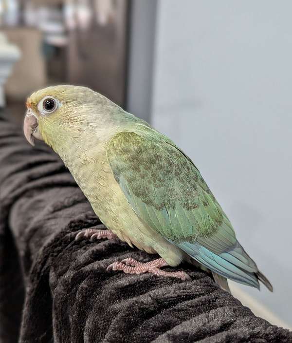 green-cheek-conure-for-sale