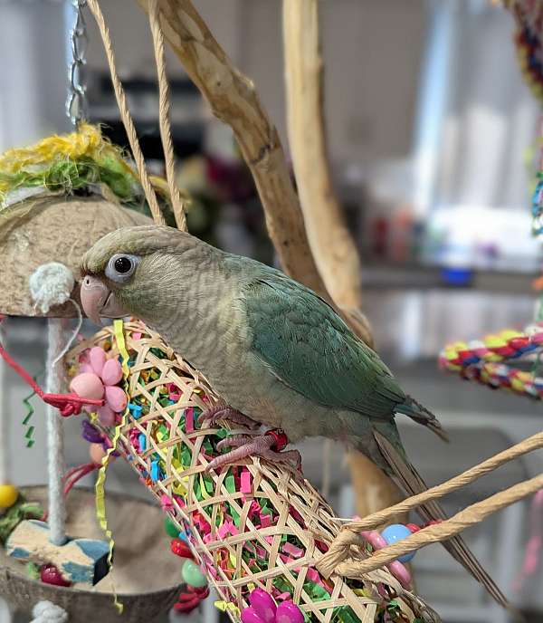 green-cheek-conure-for-sale