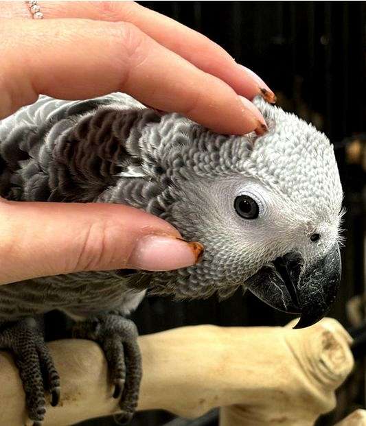 african-grey-parrot-for-sale-in-holyoke-ma