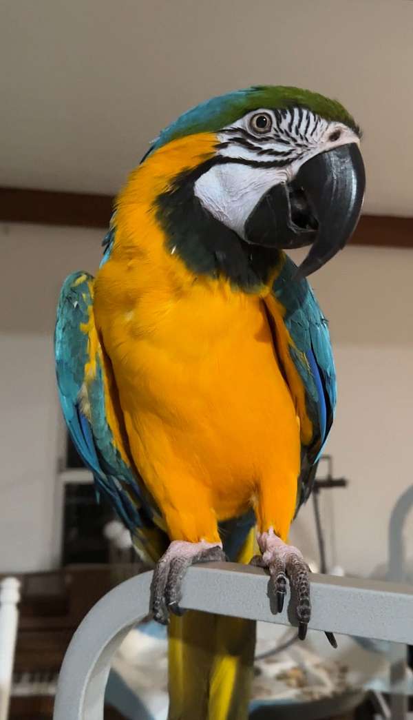 blue-gold-bird-for-sale-in-dade-city-fl