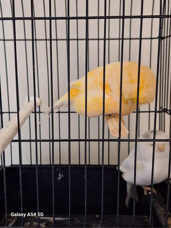 white-yellow-bird-for-sale-in-sylva-nc