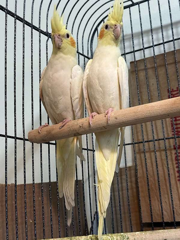 yellow-bird-for-sale-in-lincoln-ne